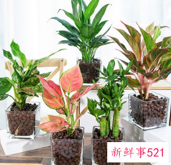 什么植物在家养比较吉利