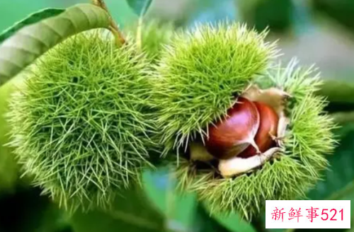 去除板栗皮的7个窍门