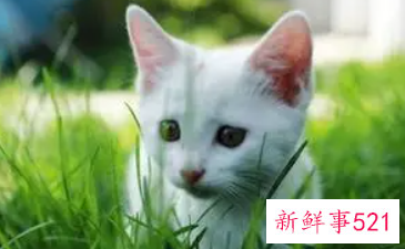 梦到喂猫吃草代表什么