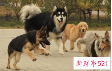 女人梦见四五只狗什么预兆