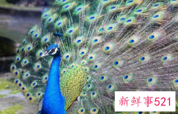 孔雀小时候长什么样子