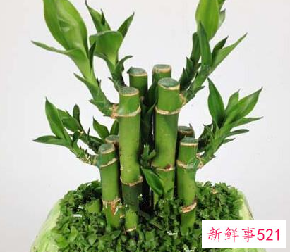 哪些房门前可以摆放植物