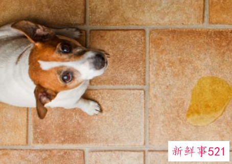 幼犬恨主人的十种表现