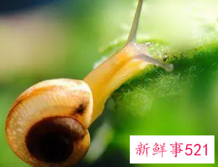 梦见到处都是蜗牛