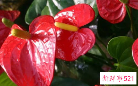 家里不能养红掌