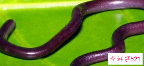 世界上最短小的蛇是什么