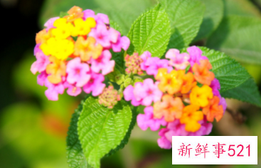 人工栽培五色梅的注意事项