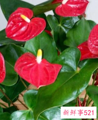 春节家庭摆放鲜花