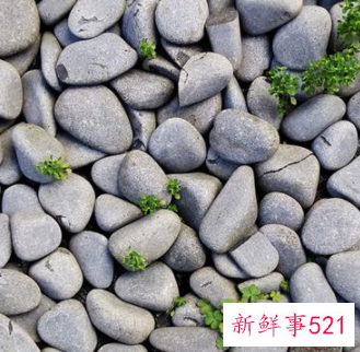 梦见鹅卵石有什么征兆