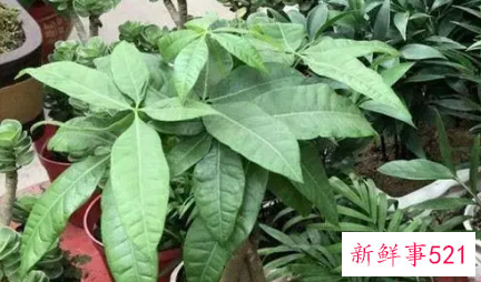 发财树黄叶的原因是什么