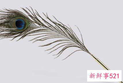 孔雀的羽毛怎么形容