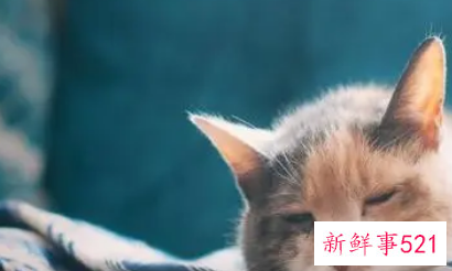 梦见厕所全是蛆爬满地