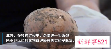 以色列发现保存完整的千年鸡蛋，保存在古粪坑内