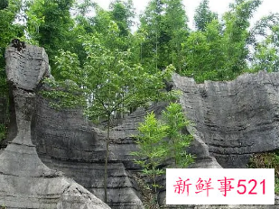 四川4A级竹石林景区2805万元起拍