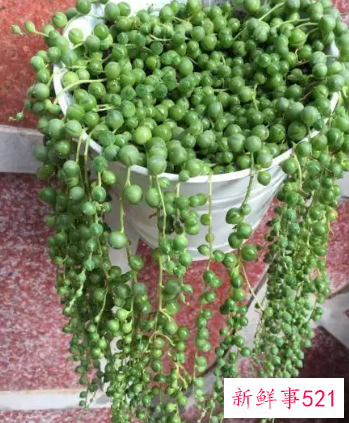 珍珠吊兰开花有什么兆头