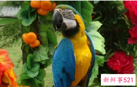 如何正确的养鹦鹉