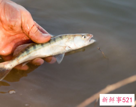 放生应该说什么话