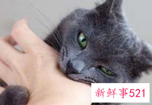 梦见猫丢了预示