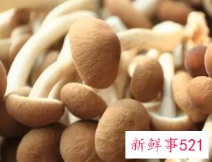 女人为什么要少吃菌菇