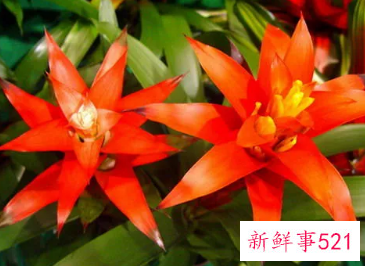 客厅放什么花最旺财