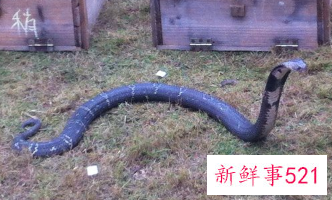 梦见蛇在箱子里