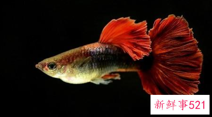 孔雀鱼饲养全攻略