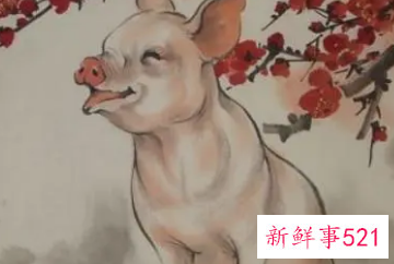 属猪的女什么月份最好