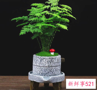 哪些房门前可以摆放植物