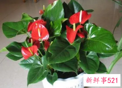 家里不能养红掌