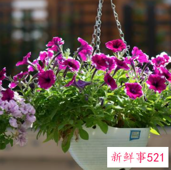 春节家庭摆放鲜花