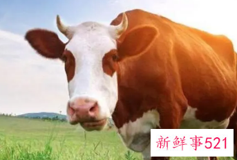 女人梦到牛预示着什么