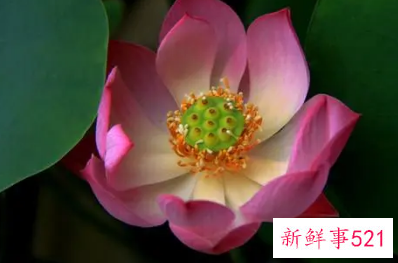 双叶荷花的寓意