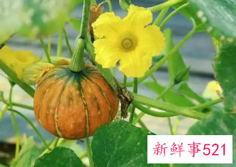 南瓜长得什么样