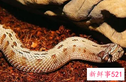 梦见老房子有蛇是什么意思