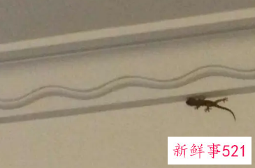 壁虎掉到身上什么预兆