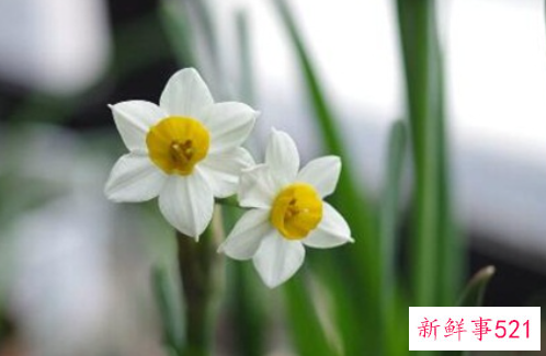 哪些花代表吉祥好运