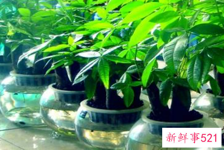 发财树浇水往哪里浇