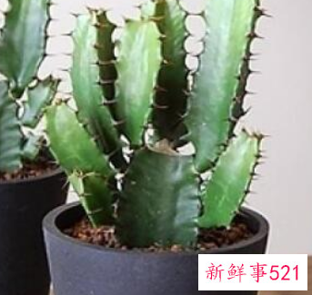 什么植物在家养比较吉利