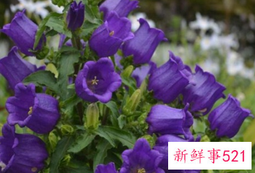 寓意健康长寿的花是什么花