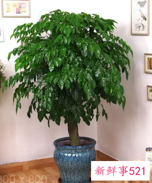 阳台养什么花招财并聚财