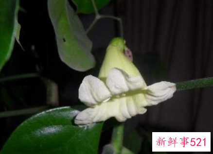 绿色元宝的寓意