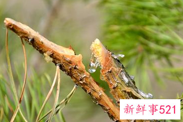 梦见松脂是什么意思