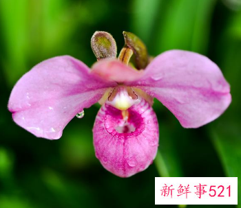 兜兰日常养护的要点有哪些