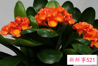 客厅放什么花最旺财