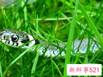 哺乳期梦见蛇咬自己