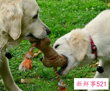 孕妇梦见被狗追咬是什么意思