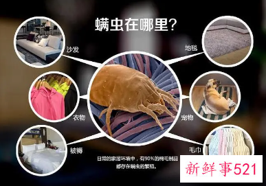 用什么杀螨虫能真正的有效