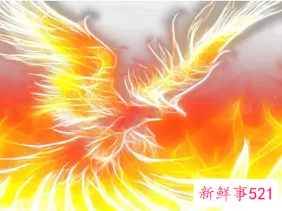 梦见火凤凰攻击我是什么意思