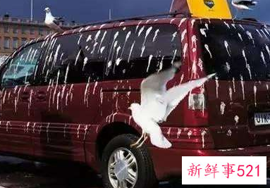 鸟粪掉头上有什么意思