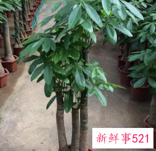 客厅放什么花最旺财